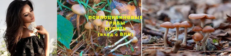 это состав  Ногинск  Галлюциногенные грибы MAGIC MUSHROOMS 